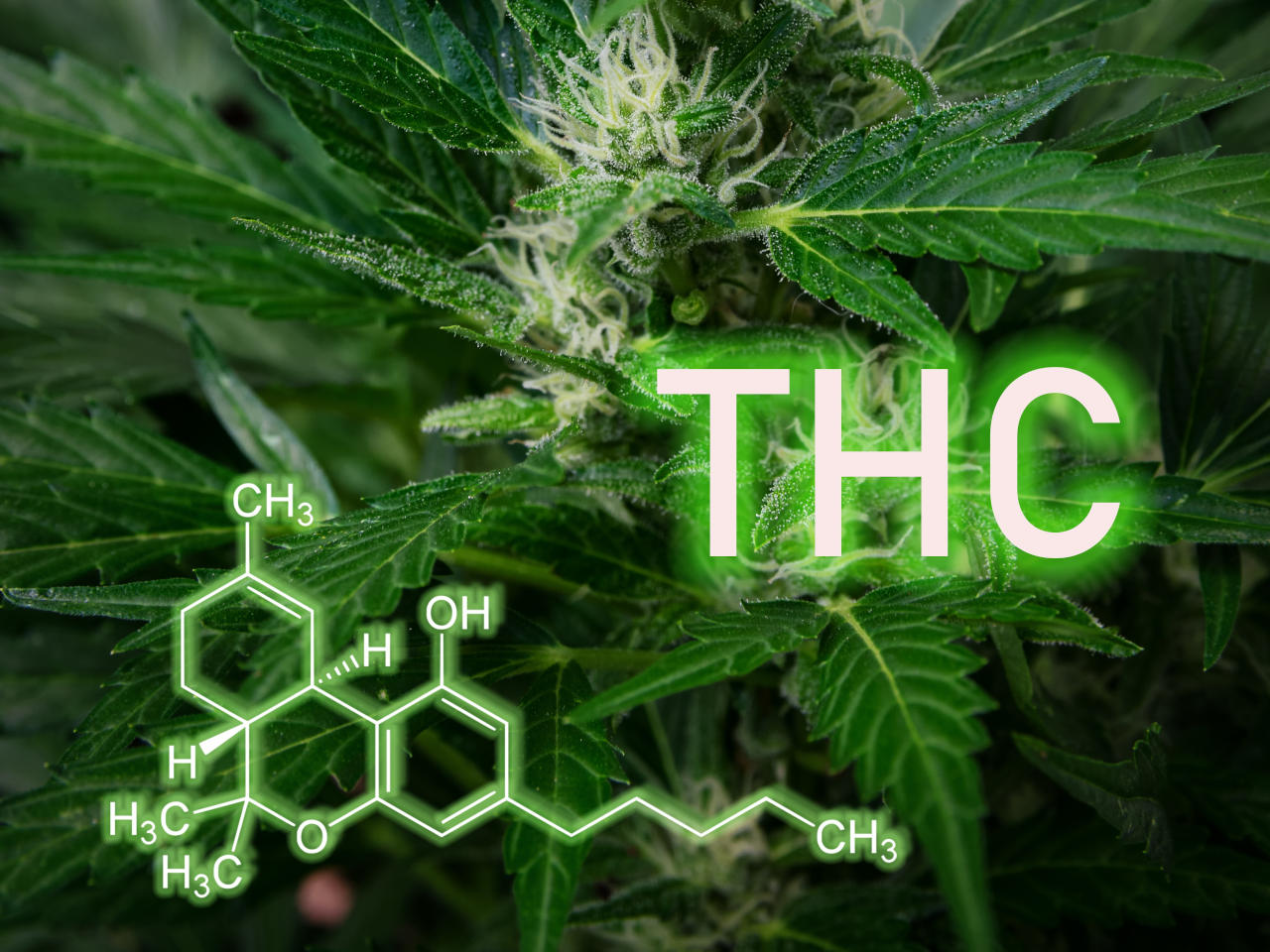 מולקולת THC על רקע צמח קנאביס
